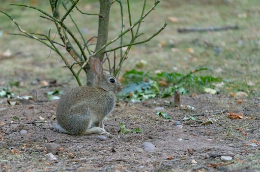 Young rabbit on bare dry ground.