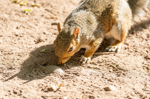 Young grey squirrel on bare dry ground.