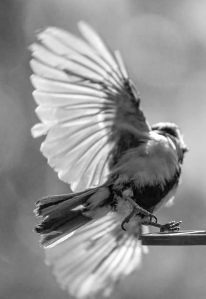 istock Blue tits on a bird feeder 1427917777