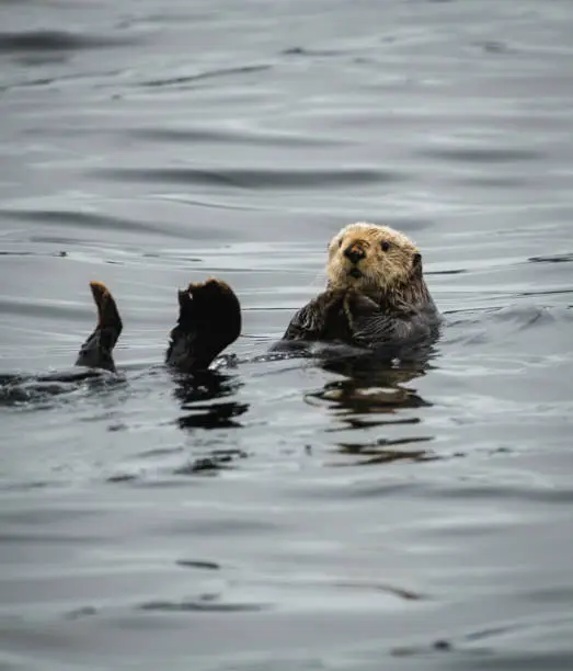 Photo of Sea Otter