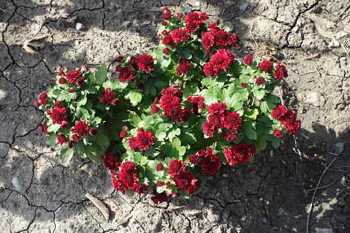Compact bush of Chrysanthemums with dark red flowers in October