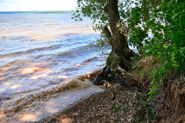 tronc d’arbre avec racines au bord de la rivière, gros plan - waters edge lake beach tree photos et images de collection