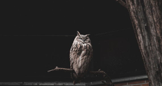 Owl sleeping at his place