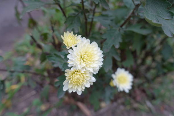 Ivory white flowers of four Chrysanthemums in October