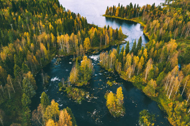 istock Aerial view of fast blue river in beautiful fall autumn  forest. 1427921479