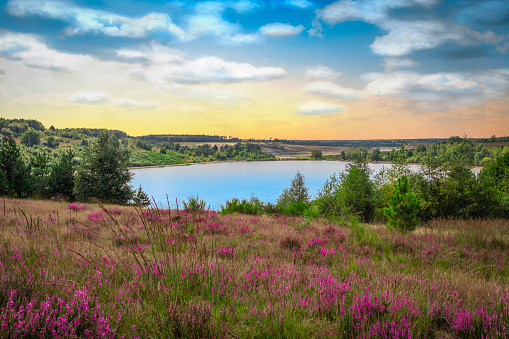 Beautiful landscape with pink blooming heather plants, trees and a lake in Mechelse Heide Nature Park, Belgium. Colored sky with clouds. Bright image.