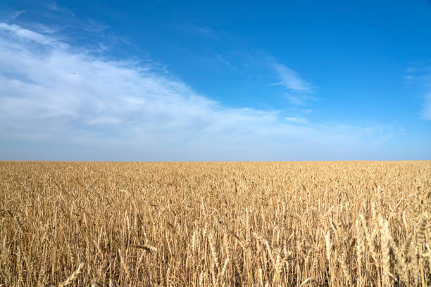 istock Wheat field on a sunny day. Field before harvest. 1427923428