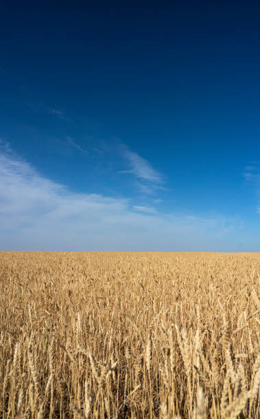 istock Wheat field on a sunny day. Field before harvest. Vertical background. 1427923430
