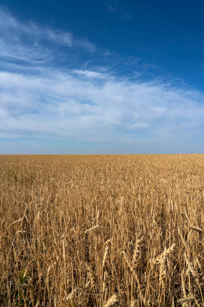 istock Wheat field on a sunny day. Field before harvest. Vertical background. 1427923535