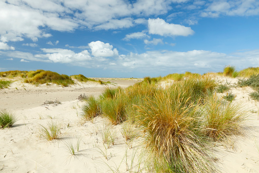 Empty north sea beach with cumulus clouds, sand dunes and marram grass