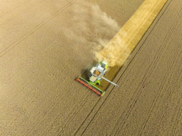 istock Combine harverster harvesting wheat during summer seen from above 1427925060