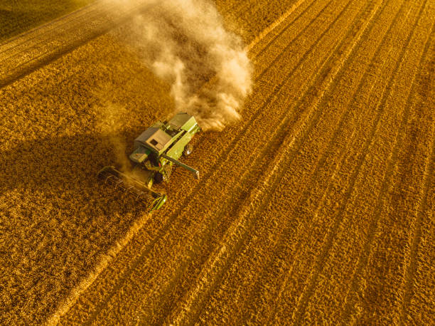istock Combine harverster harvesting wheat during summer seen from above 1427925390