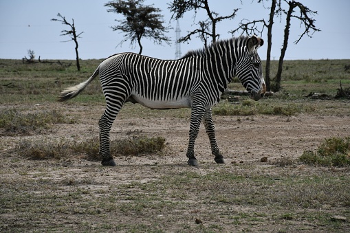 A male Grevy's zebra patrolling it's territory
