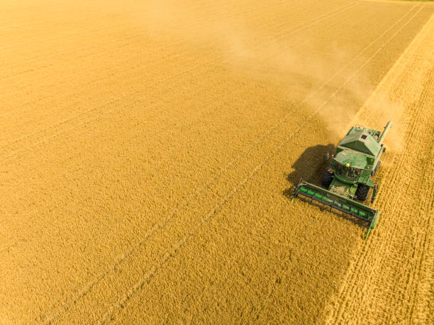 istock Combine harverster harvesting wheat during summer seen from above 1427925873