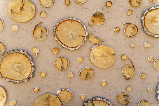 Natural cut of a wooden log background. Texture of wind cut wood, rings of cut tree