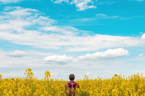 Farm worker wearing red plaid shirt and trucker's hat standing in cultivated rapeseed field in bloom and looking over crops, rear view with selective focus