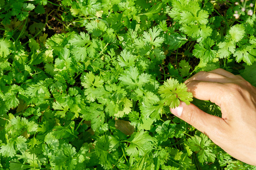 Coriander growing green cilantro in a hydroponic farm in the home or family farming industry.