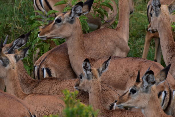 lake nakuru national park - lake nakuru stock-fotos und bilder