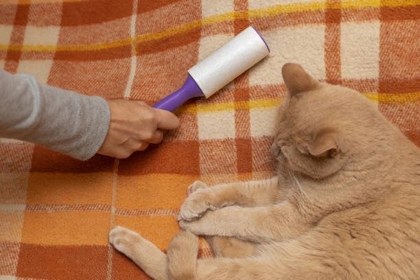 istock man cleans clothes with a roller from cat hair 1427930237