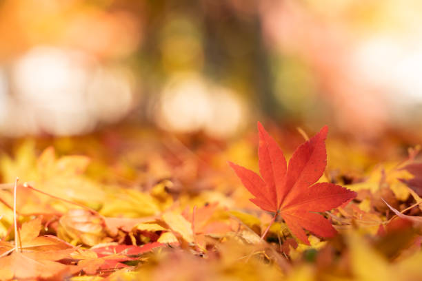 istock Red maple leaf  in autumn with maple tree under sunlight landscape.Maple leaves turn yellow, orange, red in autumn. 1427930310