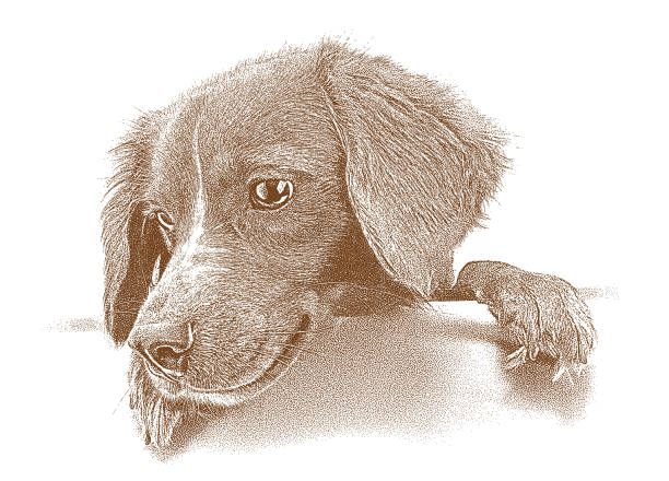 かわいい混血犬の子犬 - dog mixed breed dog puppy white background点のイラスト素材／クリップアート素材／マンガ素材／アイコン素材