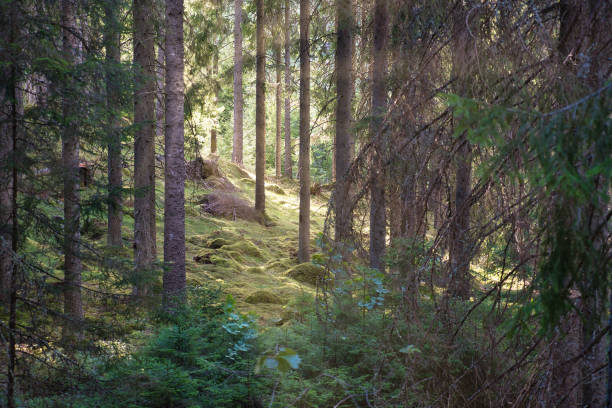 istock Sunlight falling through a forest of pine trees. Trees and moss on the forest floor 1427933506