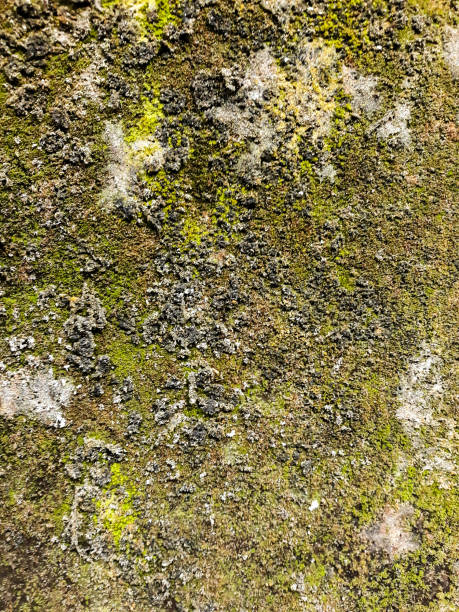 istock Wall textures and wall details that have beauty 1427935395