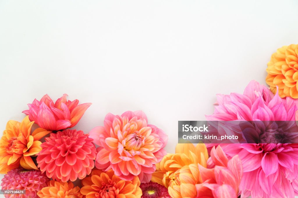 Summer flowers Flower Stock Photo