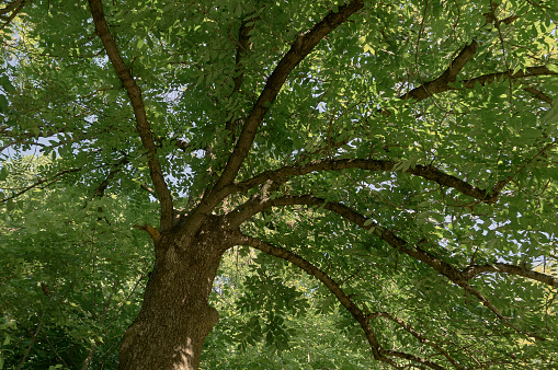 A huge deciduous tree with powerful branches and green foliage, the tree has spread its branches, as if with a giant fan, covers from the summer sun, a beautiful natural abstraction