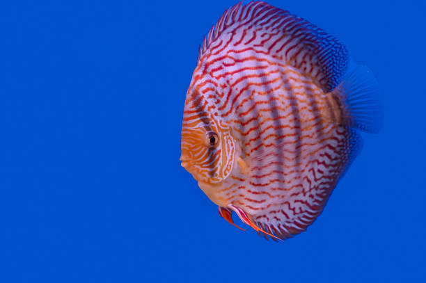 istock Discus fish isolated on a blue background 1427939495