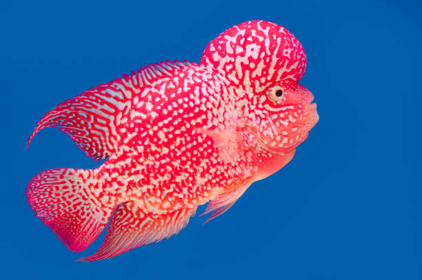 istock Color fish on the blue background, wallpaper 1427939512