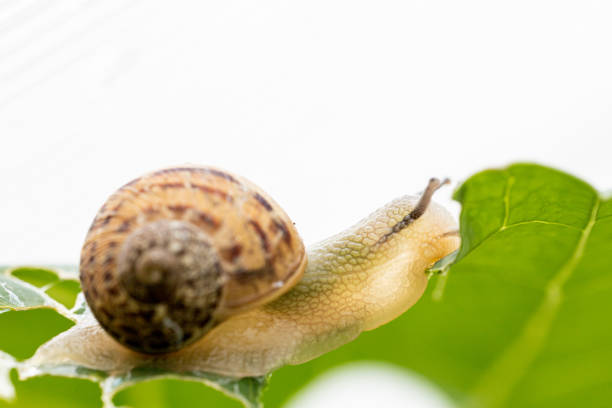 A beautiful little snail on a pink flower. close-up photo of a snail. macro photo of a cute snail. The snail is having lunch on the flower. tropical nature.