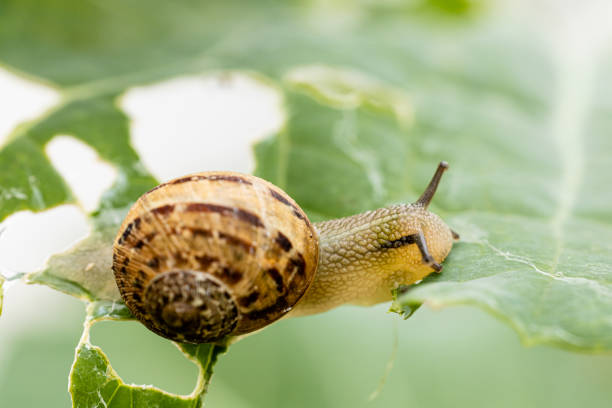 A garden snail eats holes in a green kale leaf, close-up.