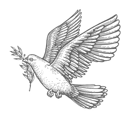 Dove with olive leaf sketch. Care and Peace Biblical symbol. Christian bird in flight vintage vector illustration