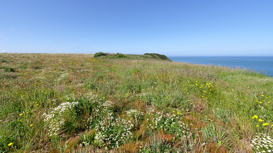 Wild flowers on the cliffs of the   Antifer cape in Normandy coast