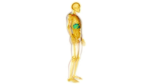istock Human Internal Digestive Organ Liver Anatomy 1427946810