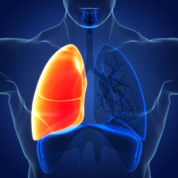 istock Human Respiratory System Lungs Anatomy 1427947331