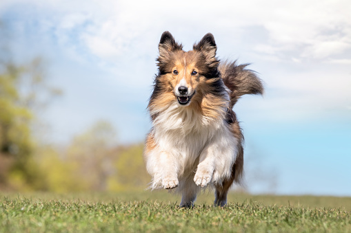 Brown cute dog portrait. Golden retriever mix. This file is cleaned and retouched.