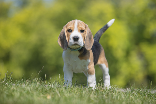 Beautiful purebred dog photographed outdoors in nature.