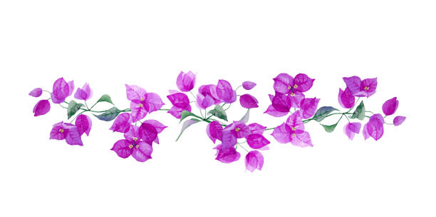 Beautiful floral border with purple bougainvillea. Branch with exotic flowers and leaves isolated on white background. Hand drawn watercolor. Beautiful floral border with purple bougainvillea. Branch with exotic flowers and leaves isolated on white background. Hand drawn watercolor illustration. bougainvillea stock illustrations