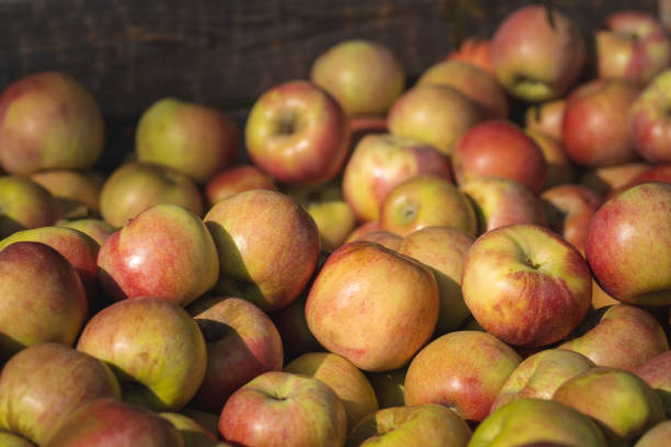 Freshly picked red apples in a wooden crate. Selective focus.