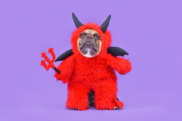 istock French Bulldog dog with red devil Halloween costume 1427951929