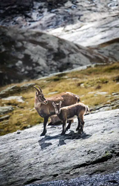 Mountan goat with cub the background of the glacier