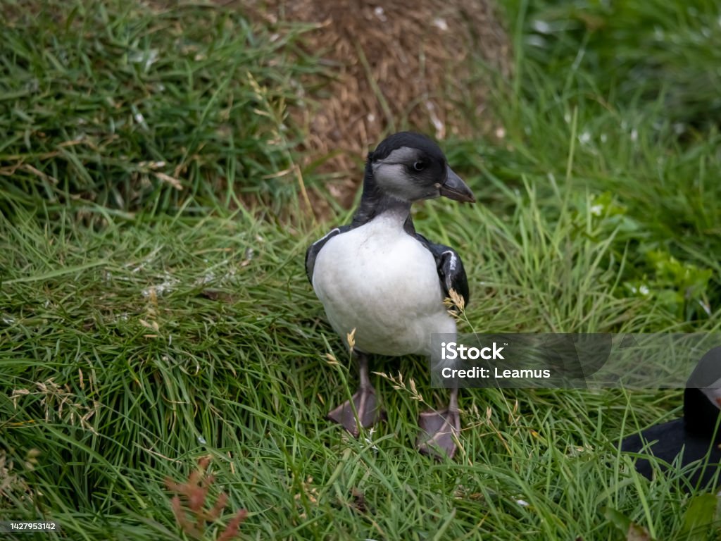 Newborn Atlantic puffin chick (pufflin) emerging from its burrow and stretches its wings, BorgarfjÃ¶rÃ°ur eystri, Eastern Iceland Puffin Stock Photo