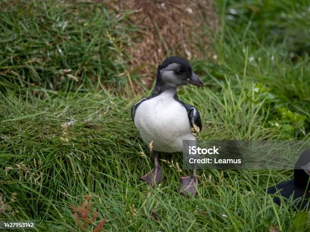 Newborn Atlantic Puffin Chick Emerging From Its Burrow And Stretches Its Wings Borgarfjãrãur Eystri Eastern Iceland Stock Photo - Download Image Now