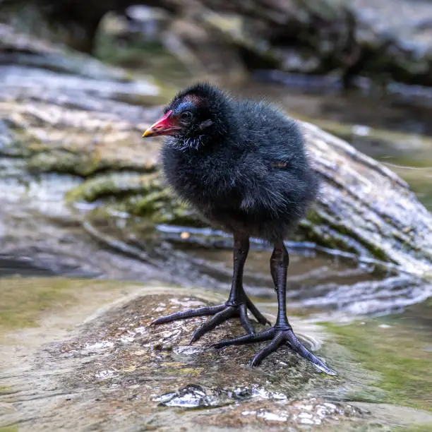 Photo of Little Common moorhen baby, Gallinula chloropus also known as the waterhen