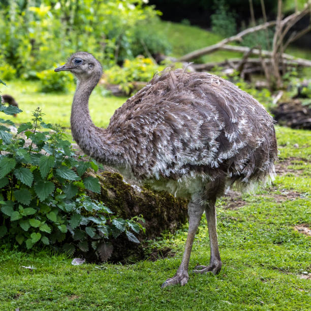 istock Darwin's rhea, Rhea pennata also known as the lesser rhea. 1427956415