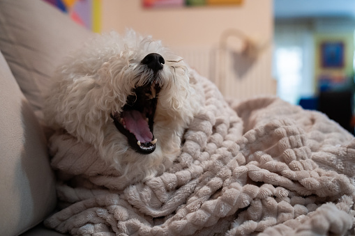 Adorable fluffy Bichon Frise dog yawning