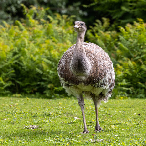istock Darwin's rhea, Rhea pennata also known as the lesser rhea. 1427956438