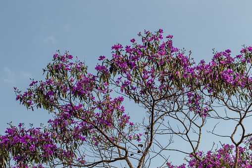 tree with purple flowers in the city of Santa Bárbara, State of Minas Gerais, Brazil